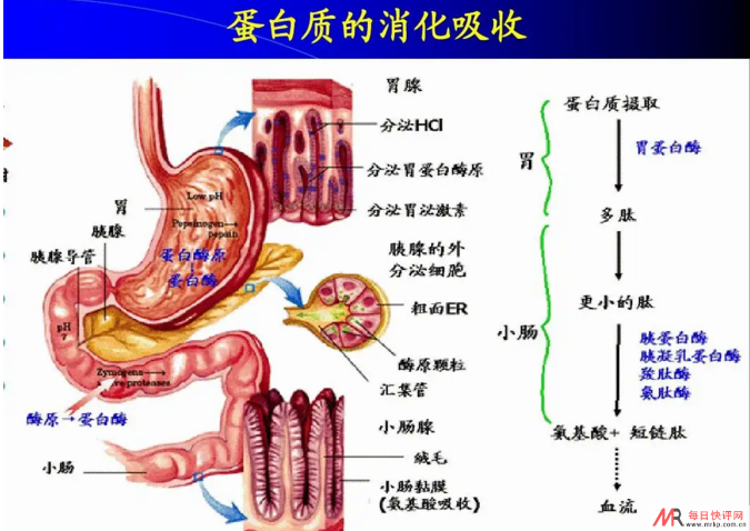知识科普：肠胃对蛋白质的消化过程