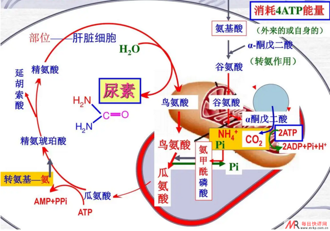 氨基酸代谢.png