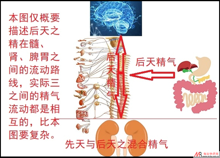 后天之精流动图.png